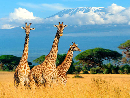Lovely South African Safari